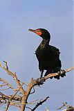 Double-crested Cormorantborder=